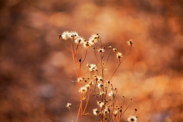 Similar image 2164545