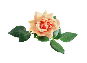 Similar image 2165046