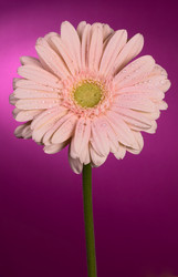 Similar image 2165624