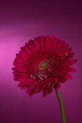 Similar image 2165625