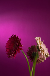 Similar image 2165652