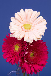 Similar image 2165674