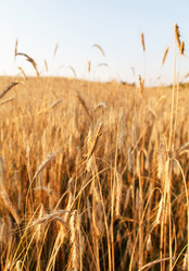 Similar image 2177520