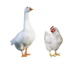 Similar image 2186743