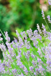 Similar image 2191232