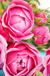 Similar image 2192355