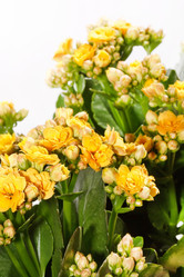 Similar image 2194273