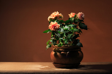 Similar image 2194603