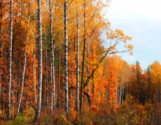 Similar image 2195497