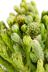 Similar image 2198683