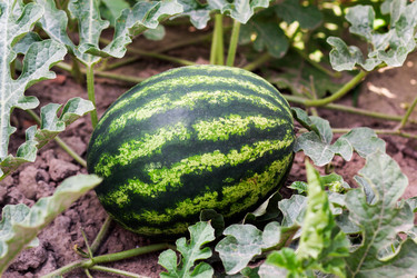 Similar image 2204634