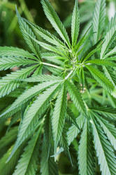 Similar image 2204635