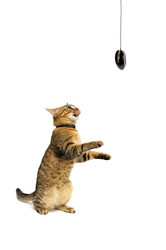 Similar image 2205575