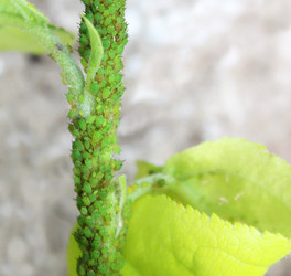 Similar image 2205918