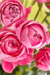 Similar image 2206420