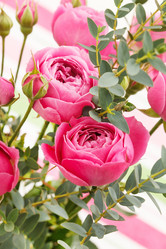 Similar image 2206732