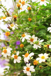 Similar image 2207115