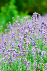 Similar image 2207402