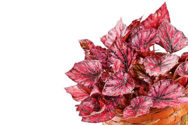 Similar image 2207419