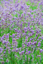 Similar image 2210690