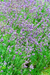 Similar image 2211184