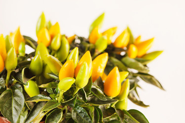 Similar image 2218532