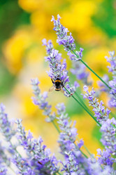 Similar image 2218591