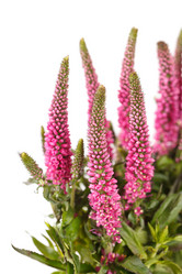 Similar image 2220646