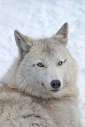 Similar image 2231013