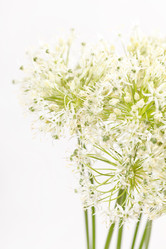 Similar image 2233957