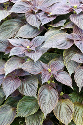 Similar image 2234028