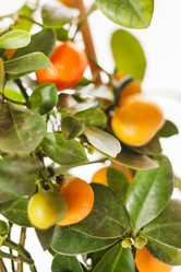 Similar image 2234238