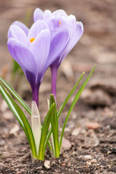 Similar image 2234438