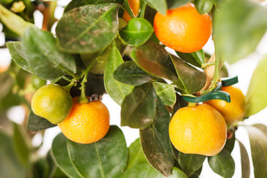 Similar image 2234785