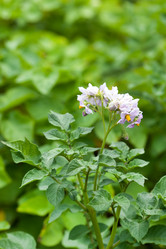 Similar image 2234788