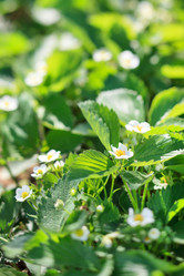 Similar image 2234794