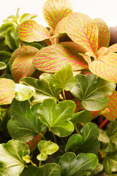 Similar image 2235081