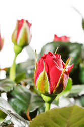 Similar image 2235291