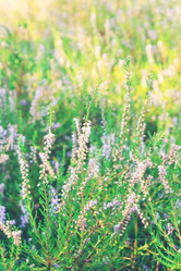 Similar image 2235546