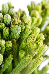 Similar image 2236123