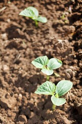 Similar image 2236132