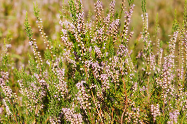 Similar image 2236378