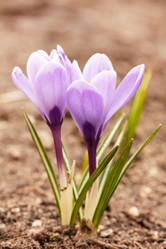 Similar image 2236459