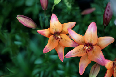 Similar image 2236763