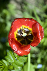 Similar image 2236782