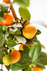 Similar image 2237088