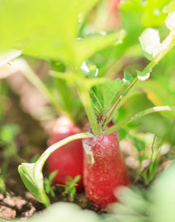 Similar image 2240728