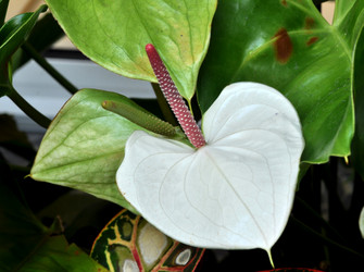 Similar image 2242152