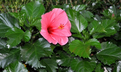 Similar image 2242913