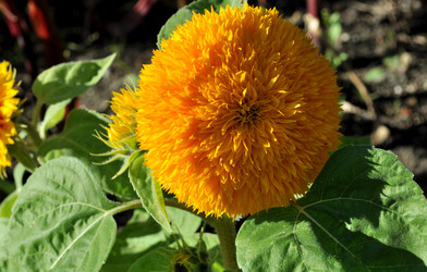 Similar image 2243971